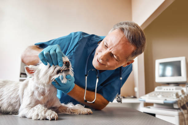 Best Urgent Dental Care for Toothache in Belle Fourche, SD